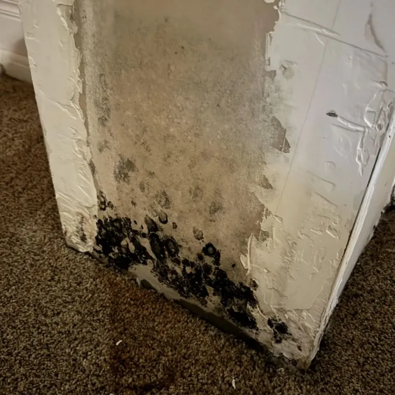 Professional Mold Removal in White House, TN